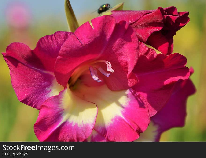 Flower, Pink, Flowering Plant, Flora