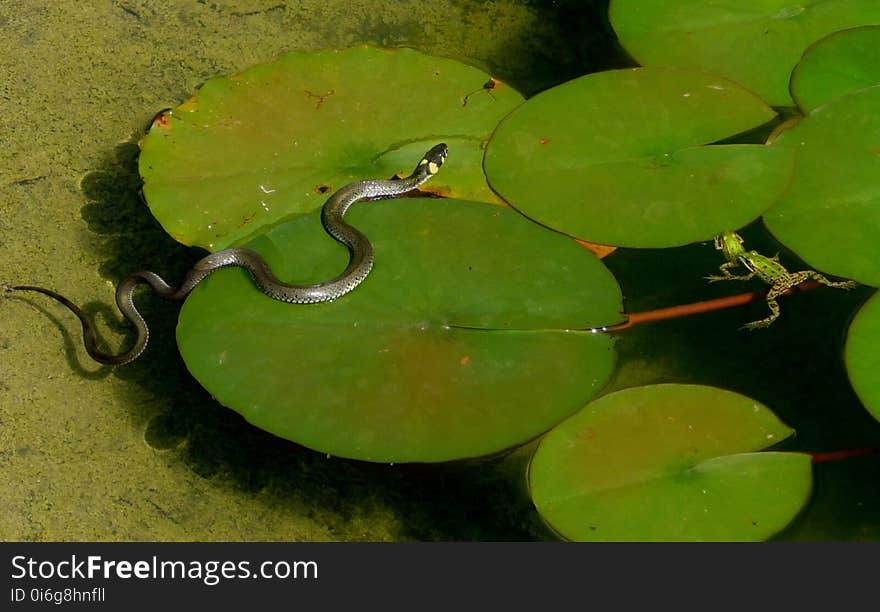 Water, Aquatic Plant, Organism, Amphibian