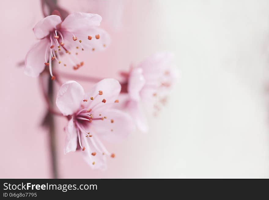 Flower, Blossom, Pink, Cherry Blossom