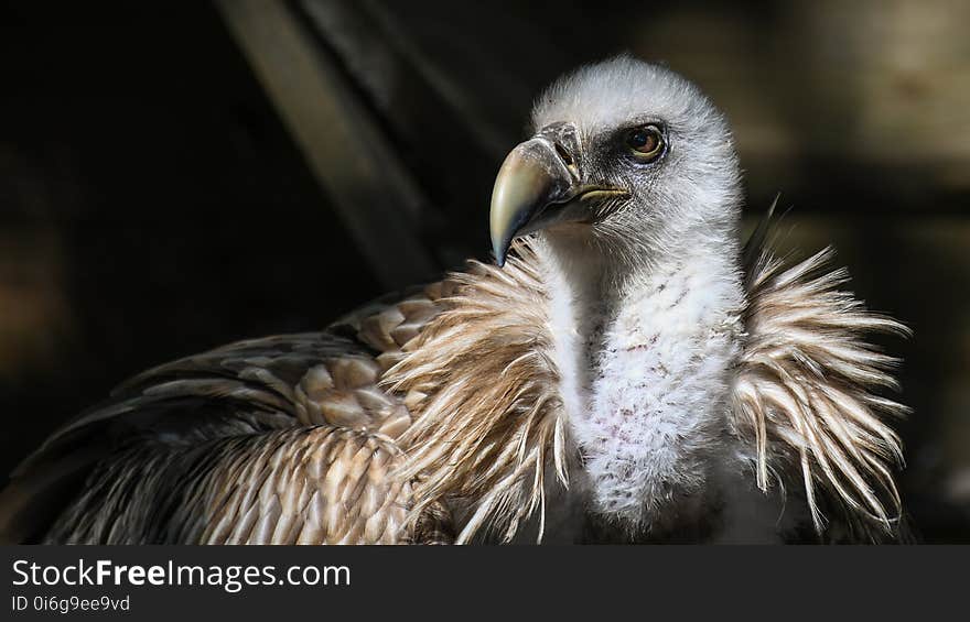 Bird Of Prey, Beak, Bird, Feather