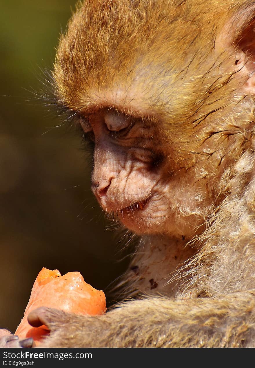 Face, Macaque, Mammal, Fauna