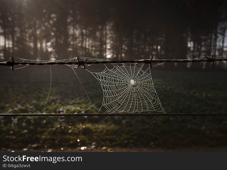 Spider Web, Nature, Light, Darkness