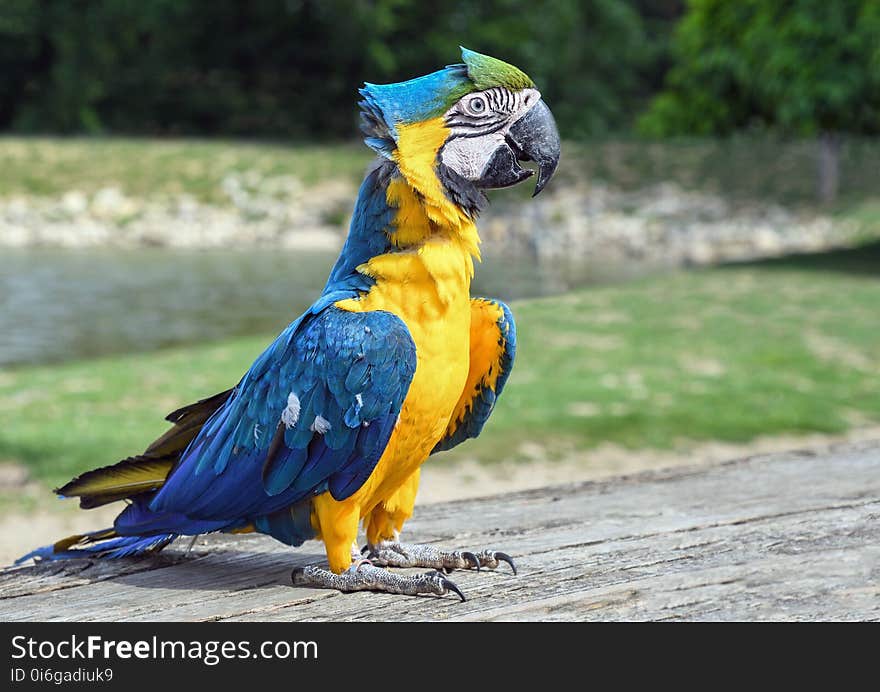 Bird, Parrot, Macaw, Fauna