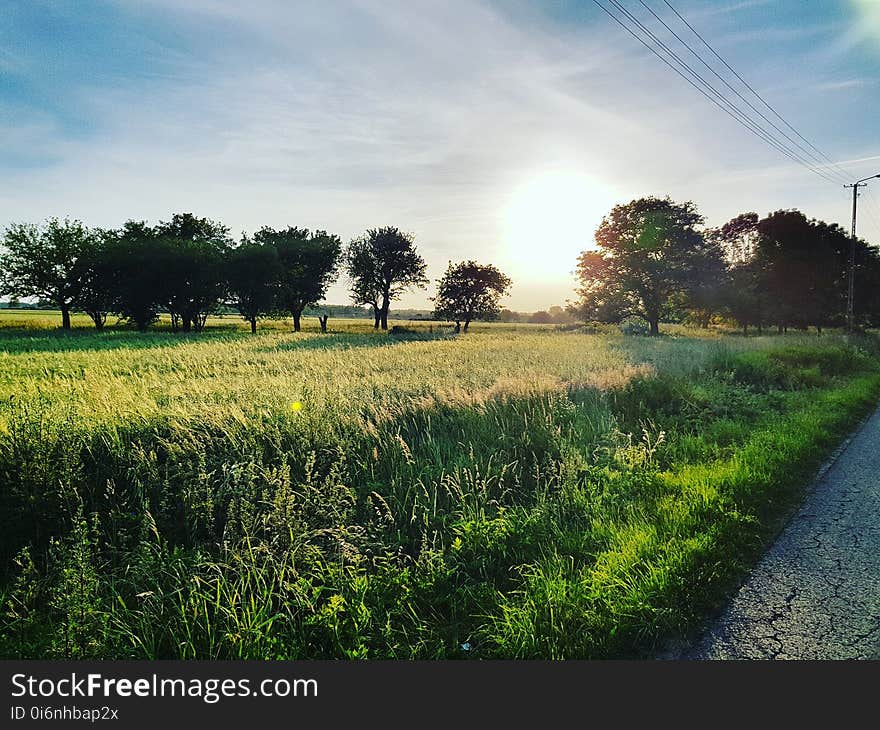 Agriculture, Country, Countryside, Crop