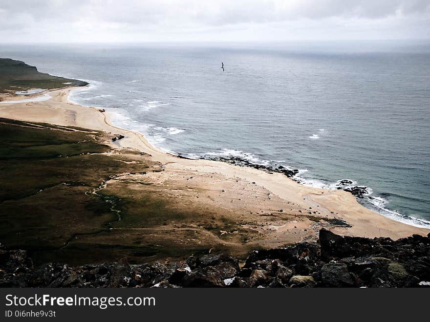 Avian, Bird, Clouds, Coast,