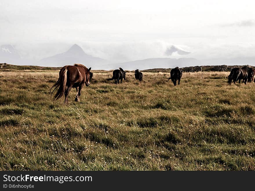 Agriculture, Animals, Cattle, Cavalry