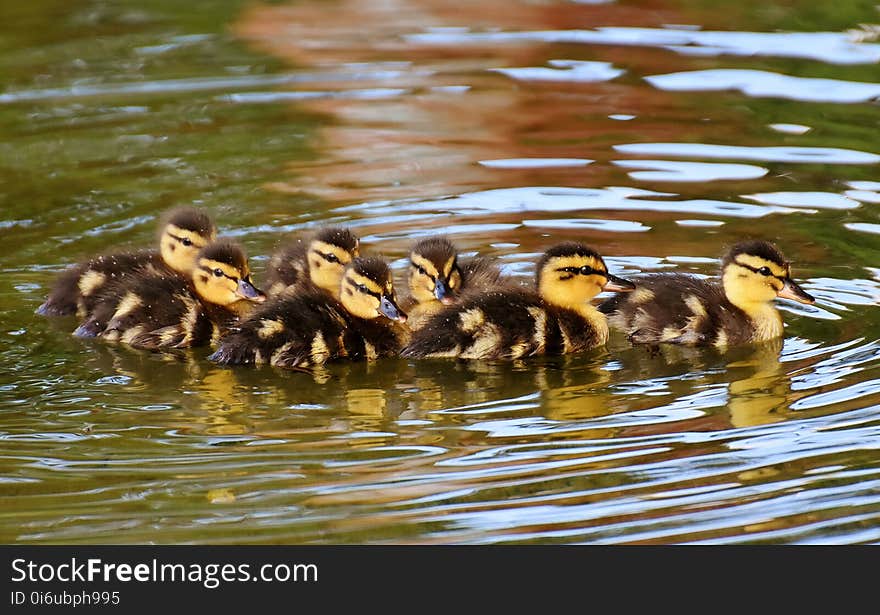 Duck, Bird, Mallard, Ducks Geese And Swans