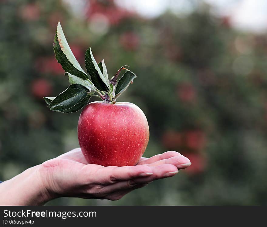 Apple, Fruit, Local Food, Produce