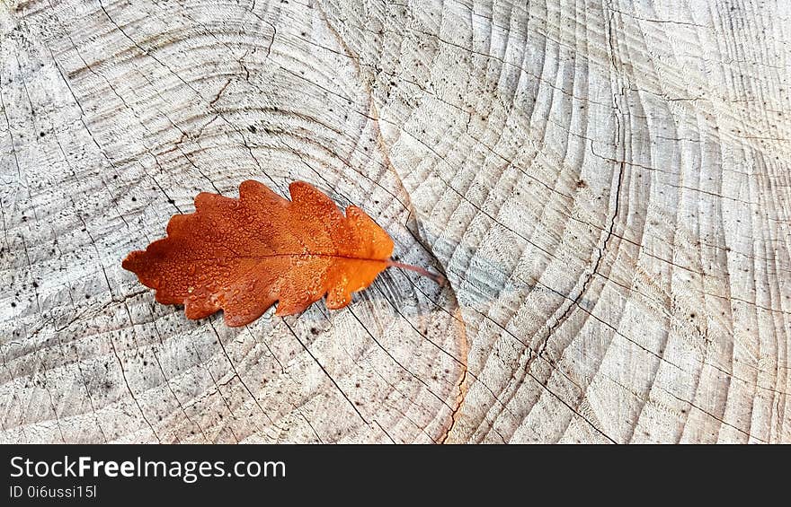 Leaf, Plant, Wood, Tree