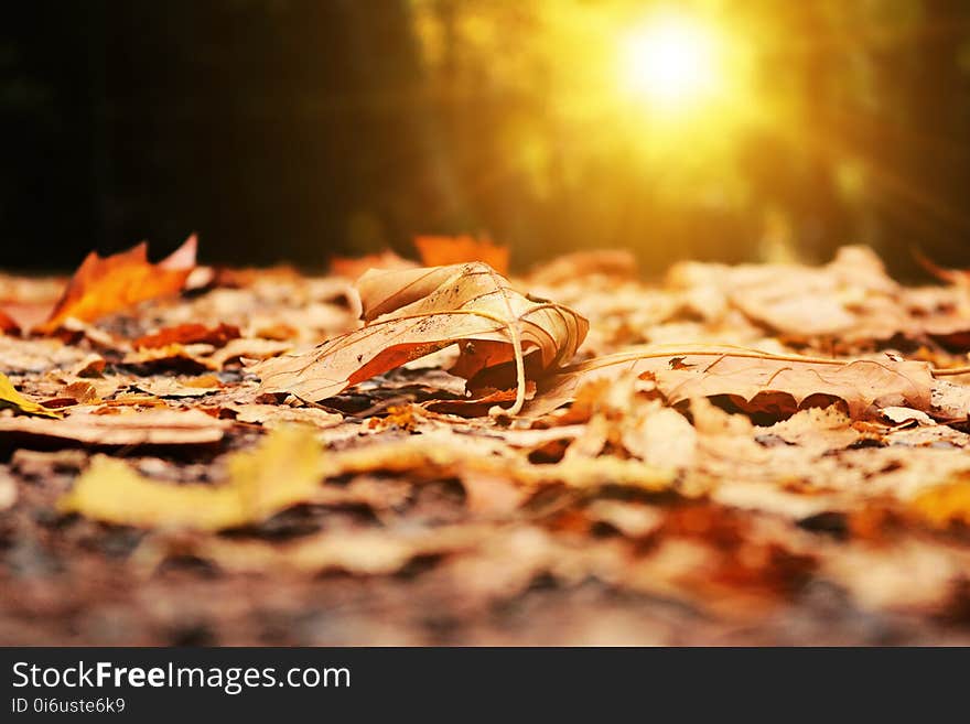 Leaf, Autumn, Computer Wallpaper