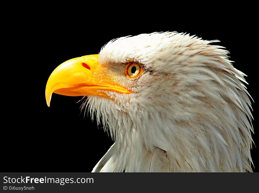 Beak, Bird, Bird Of Prey, Eagle