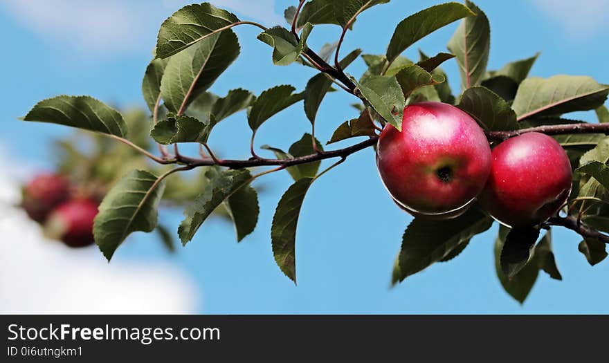 Fruit, Apple, Branch, Plant