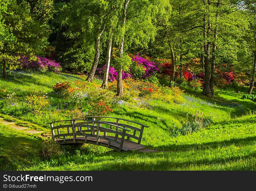 Nature, Vegetation, Botanical Garden, Flower