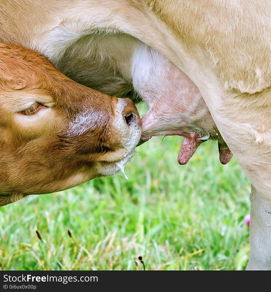 Cattle Like Mammal, Fauna, Nose, Grass