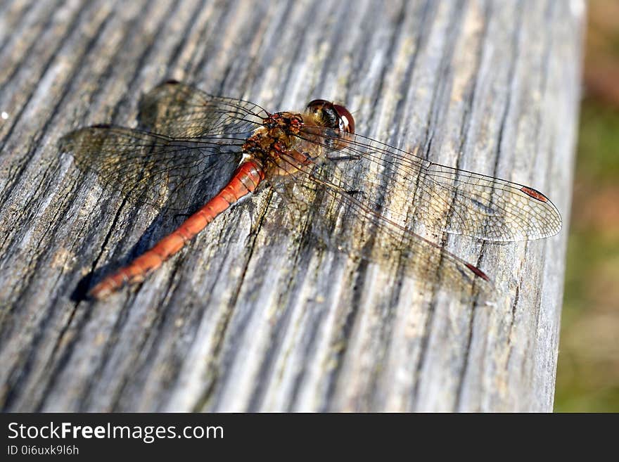 Insect, Dragonfly, Invertebrate, Dragonflies And Damseflies