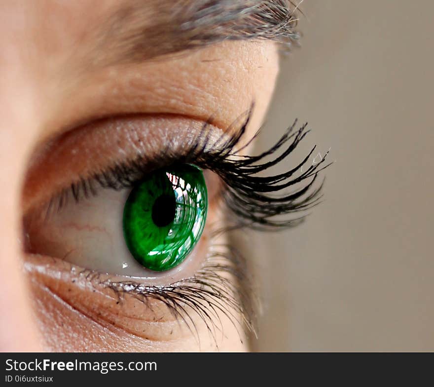 Eyebrow, Eyelash, Eye, Close Up