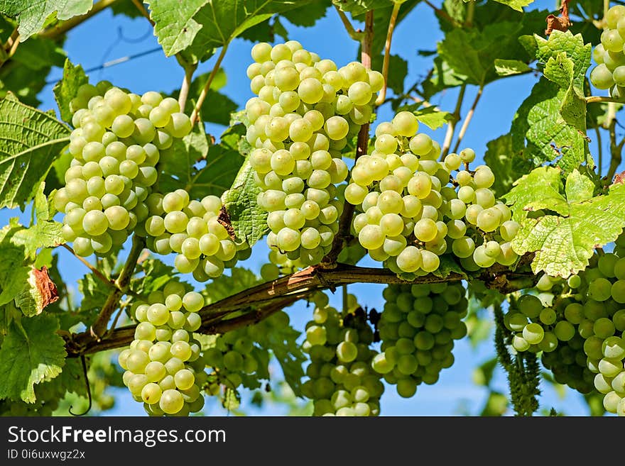 Grape, Grapevine Family, Seedless Fruit, Fruit