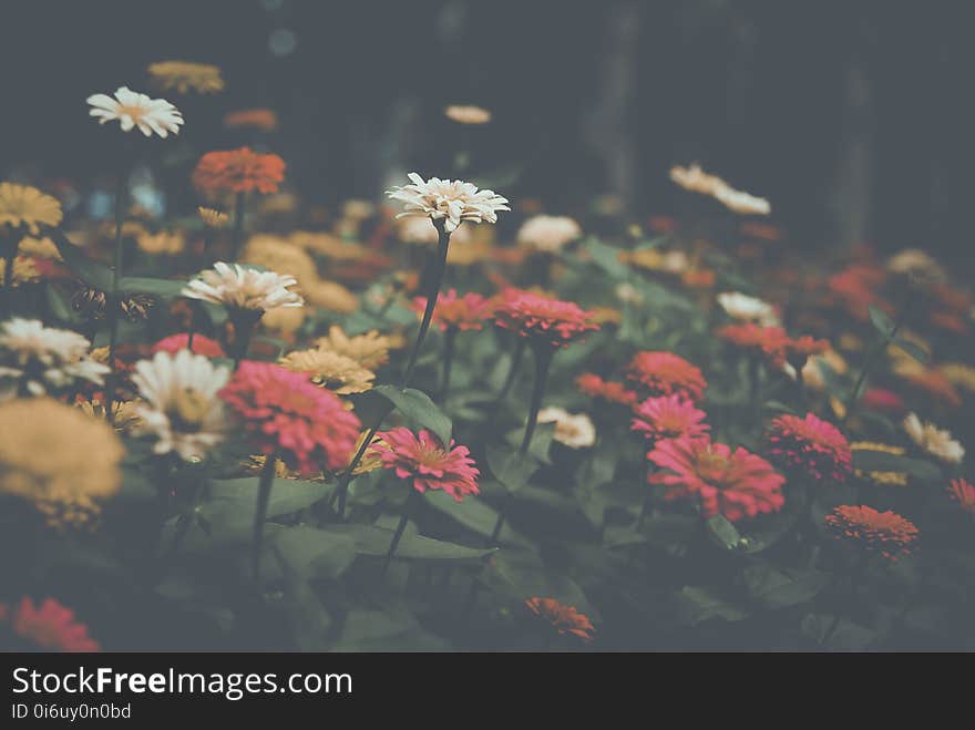 Flower, Nature, Flora, Sky