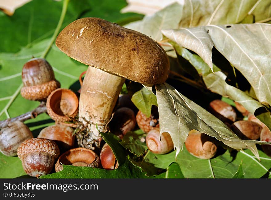 Mushroom, Fungus, Edible Mushroom, Penny Bun