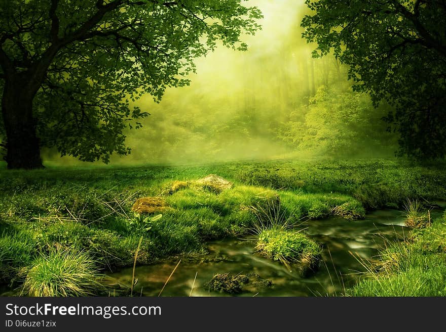 Vegetation, Nature, Ecosystem, Green