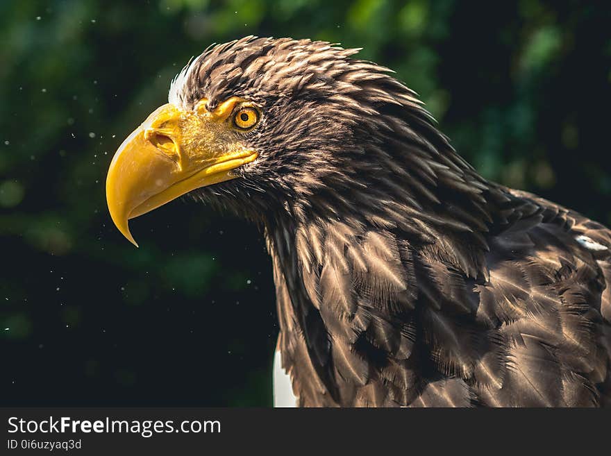 Beak, Bird Of Prey, Eagle, Bird