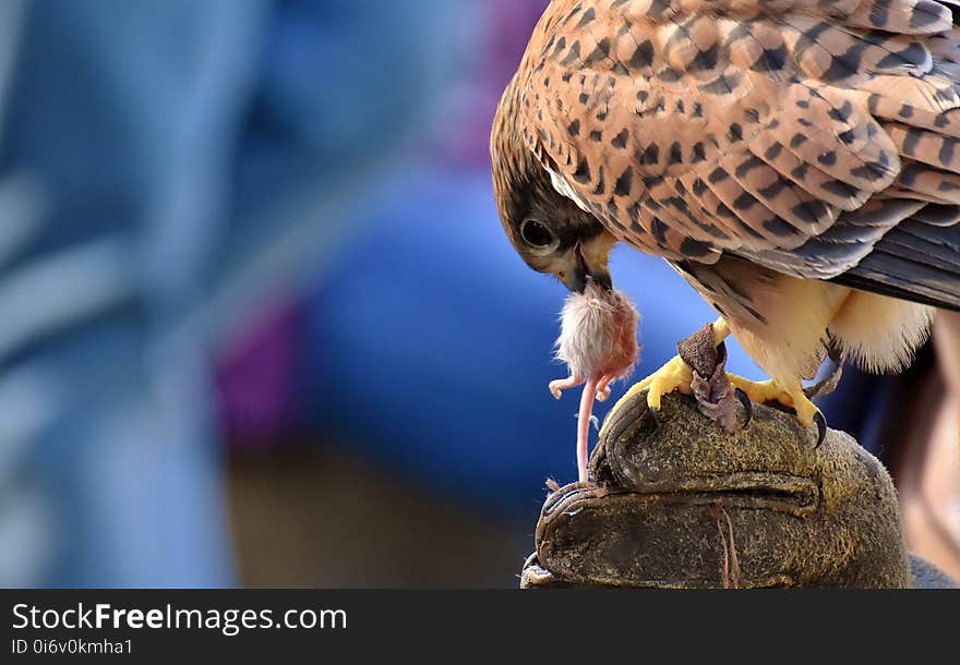 Bird, Falcon, Beak, Hawk