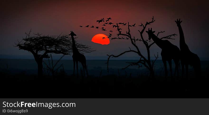 Sunrise, Sky, Tree, Phenomenon