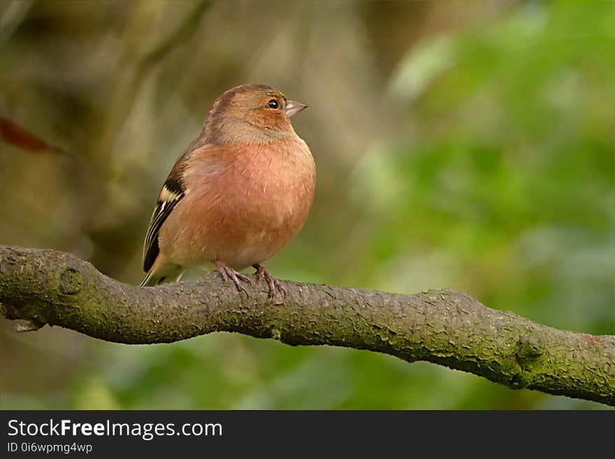 Bird, Fauna, Beak, Finch