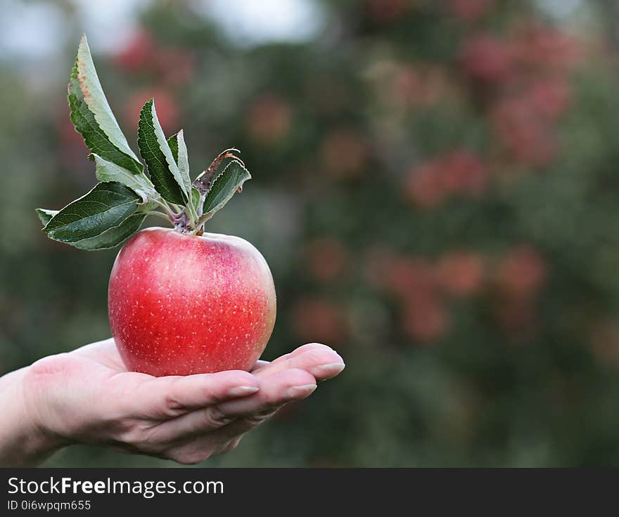 Apple, Fruit, Natural Foods, Local Food