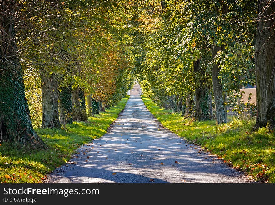 Leaf, Nature, Path, Tree