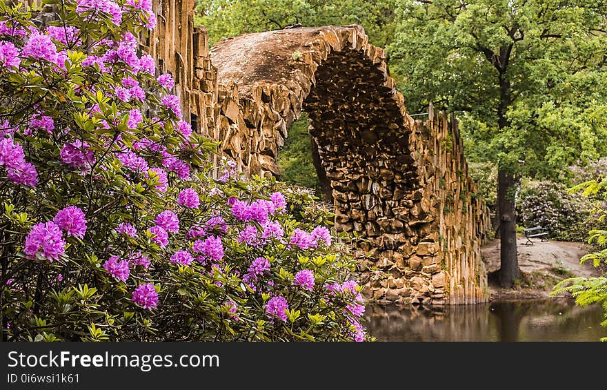 Flower, Plant, Vegetation, Flora