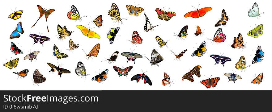 Butterfly, Moths And Butterflies, Insect, Invertebrate