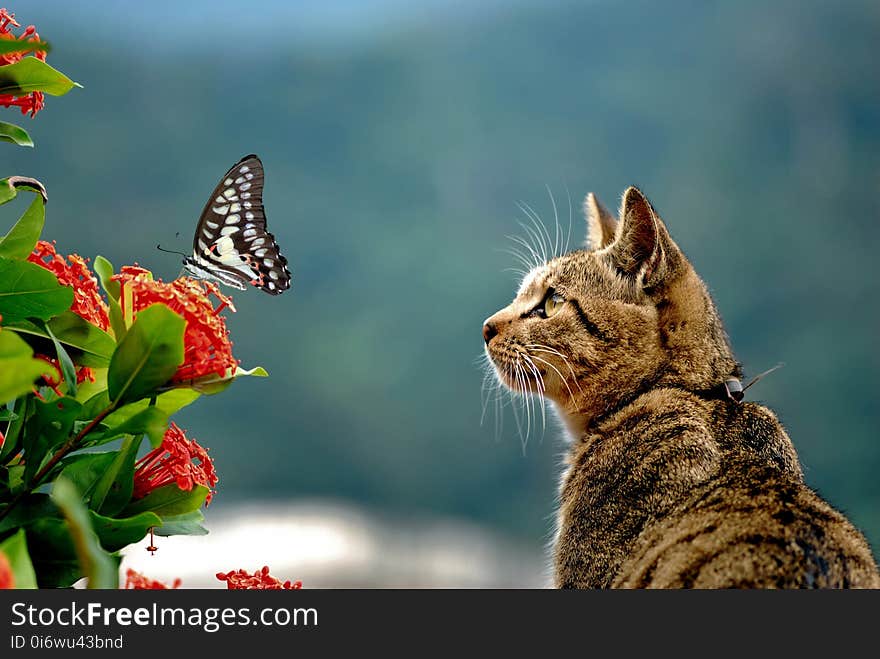 Cat, Fauna, Whiskers, Small To Medium Sized Cats