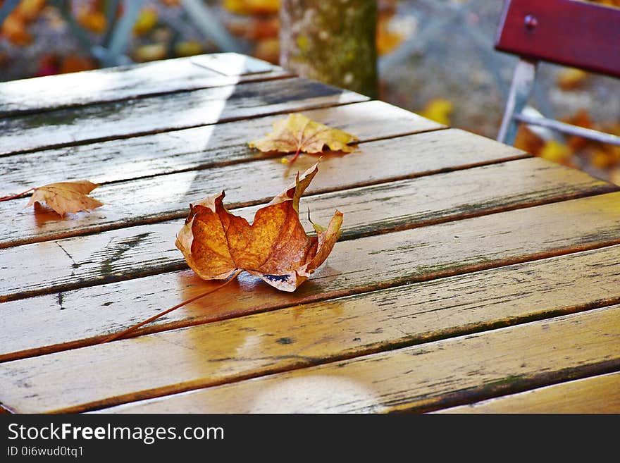 Leaf, Wood, Autumn