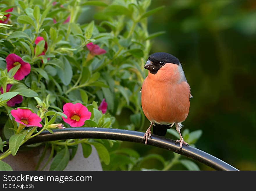 Bird, Fauna, Beak, Old World Flycatcher