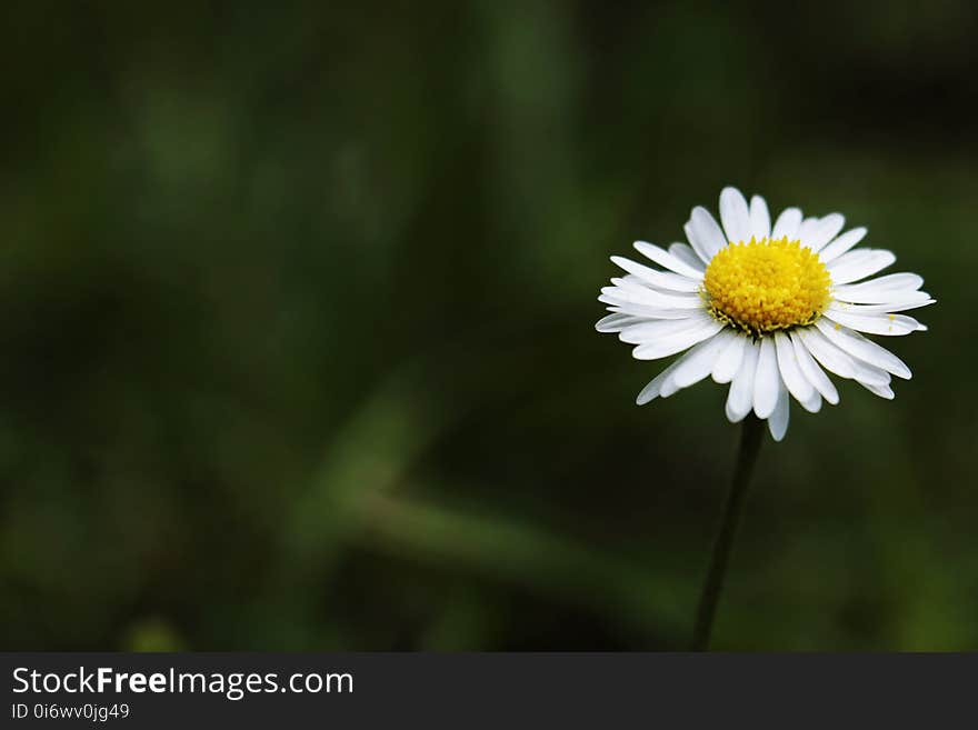 Flower, Oxeye Daisy, Chamaemelum Nobile, Flora