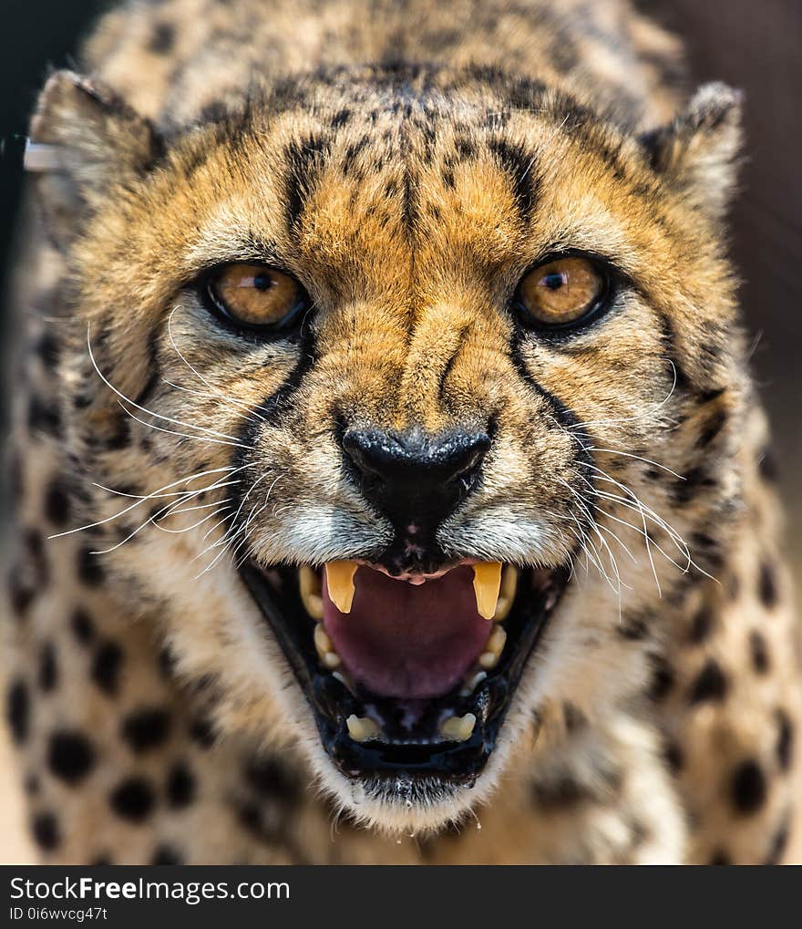 Cheetah, Wildlife, Terrestrial Animal, Mammal