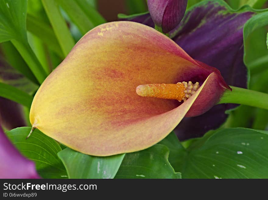 Flora, Flower, Leaf, Plant