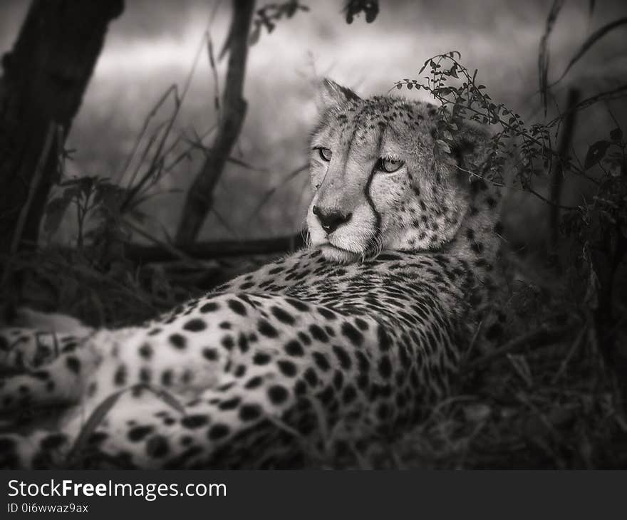 Cheetah, Wildlife, Terrestrial Animal, Black And White