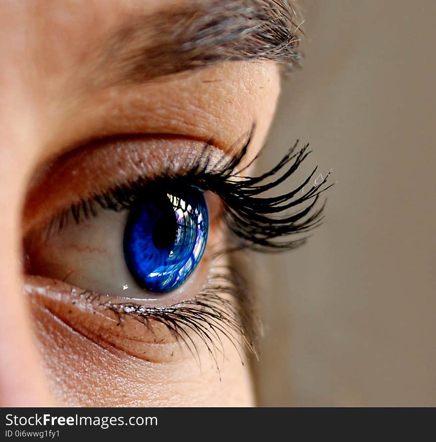 Eyebrow, Eyelash, Eye, Close Up