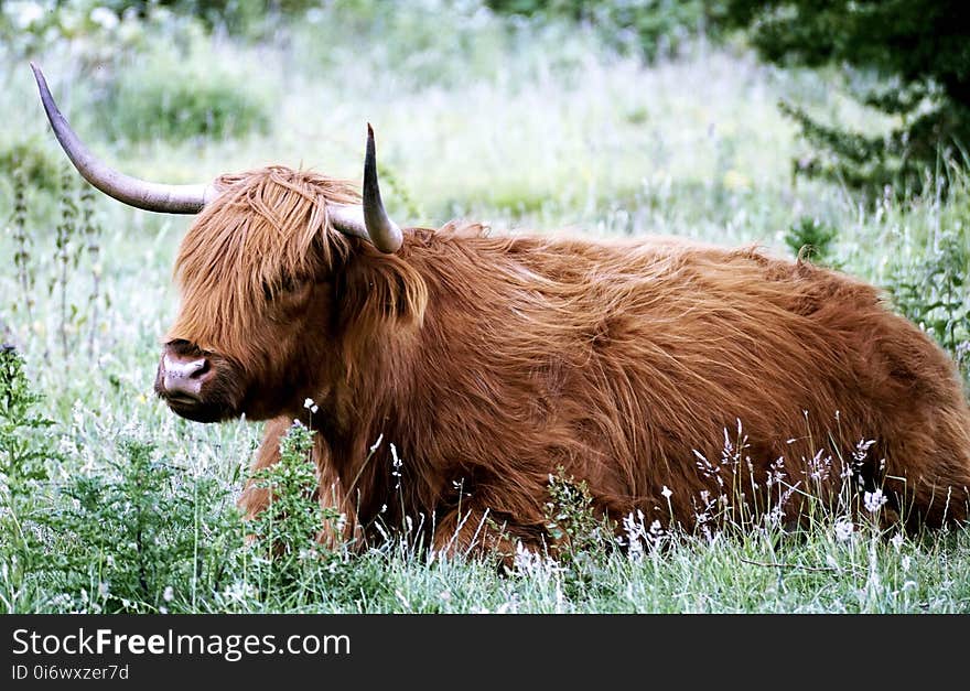 Cattle Like Mammal, Horn, Wildlife, Fauna