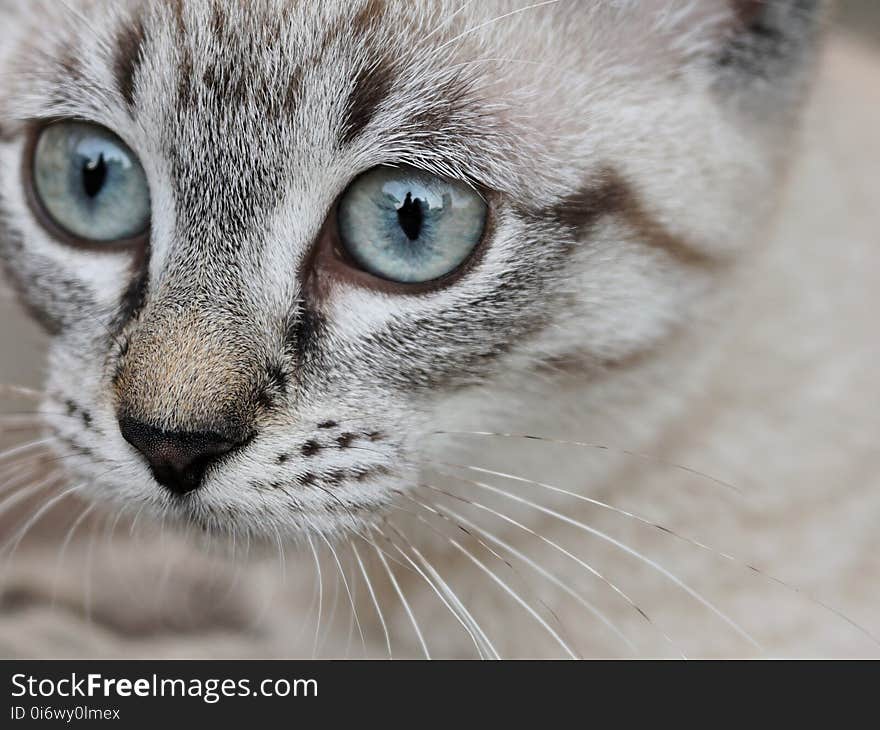 Cat, Whiskers, Eye, Small To Medium Sized Cats