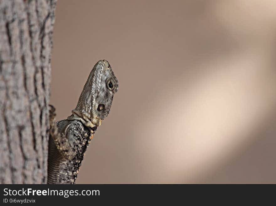 Reptile, Lizard, Scaled Reptile, Close Up