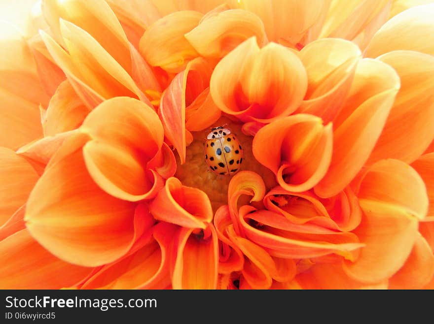 Flower, Orange, Yellow, Close Up