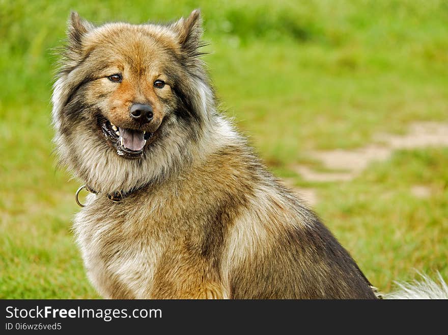 Dog, Dog Like Mammal, Dog Breed, Dog Breed Group