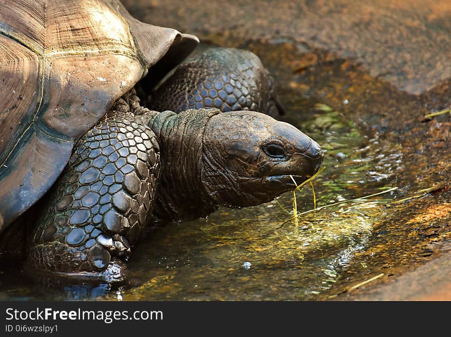 Tortoise, Turtle, Terrestrial Animal, Emydidae