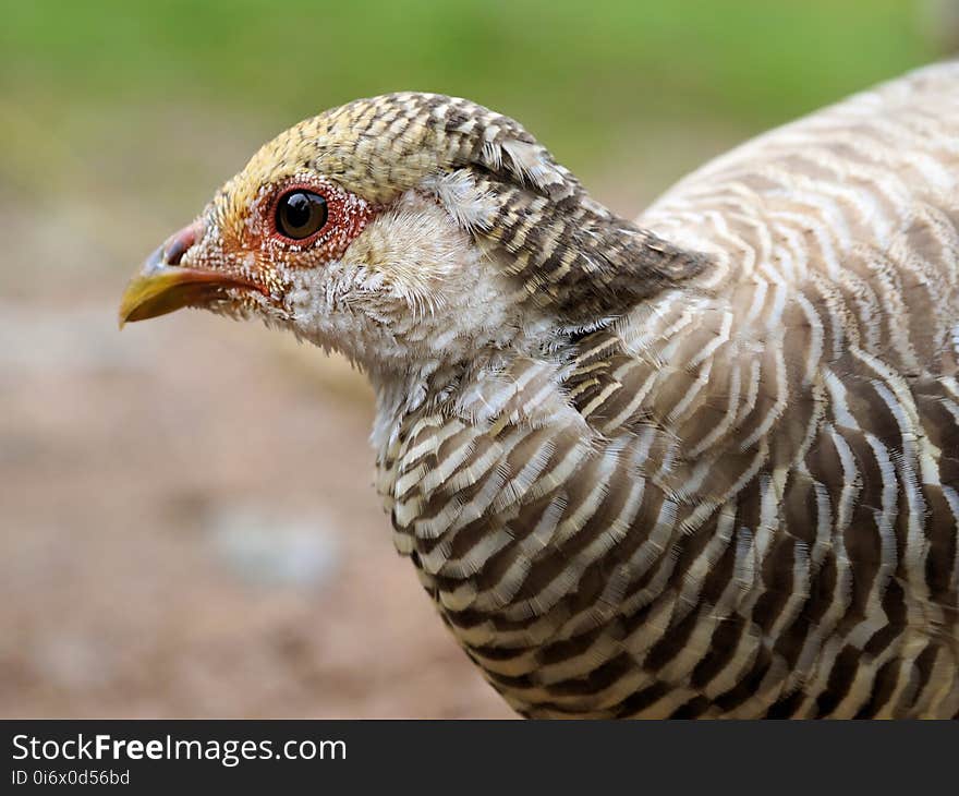 Beak, Bird, Galliformes, Fauna