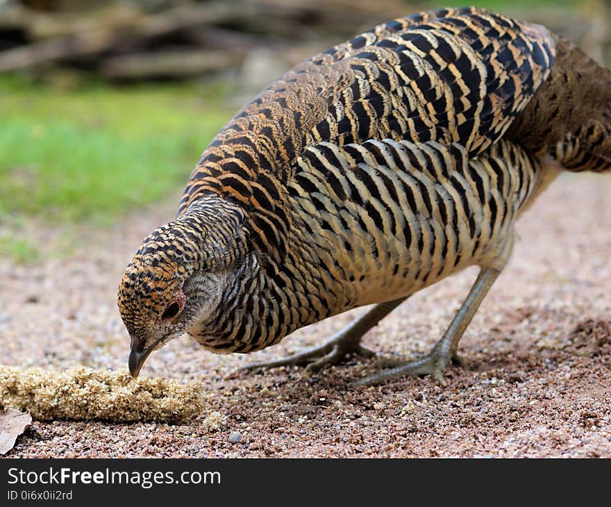 Fauna, Terrestrial Animal, Galliformes, Bird