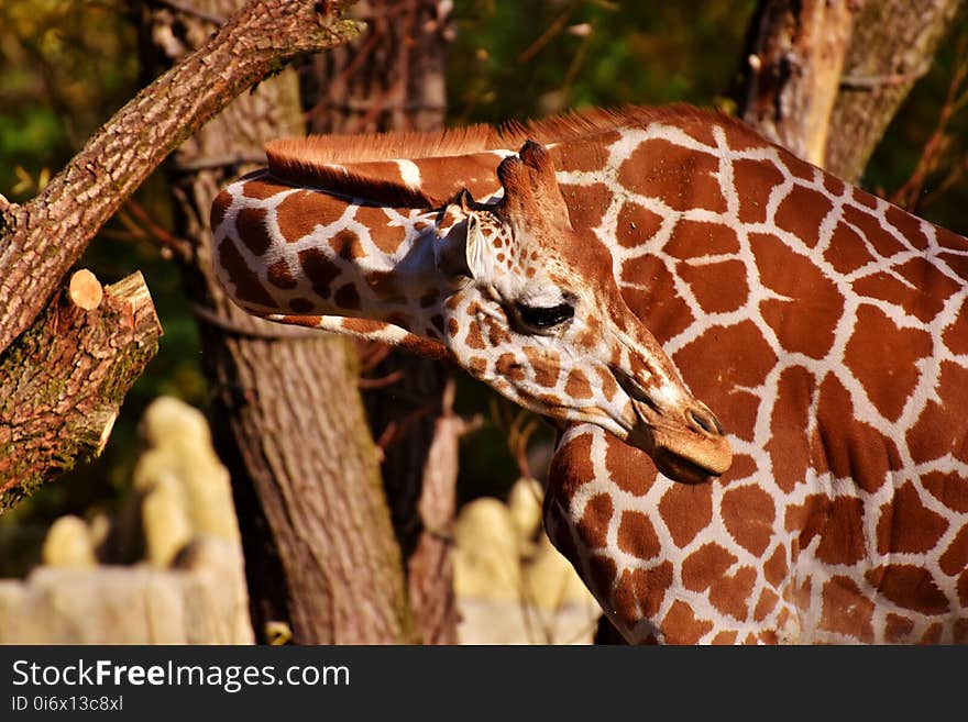 Giraffe, Terrestrial Animal, Fauna, Wildlife