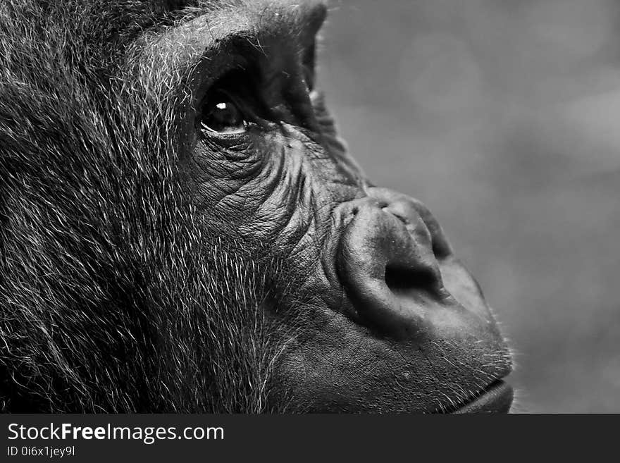 Face, Black, Wildlife, Black And White